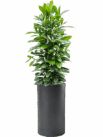 Ficus Cyathistipula In Baq Basic D 34 H 169 cm - PlantenShop24 - 20-05-2025