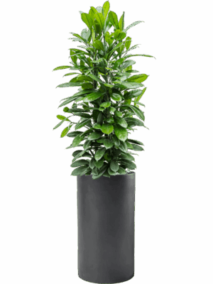 Ficus Cyathistipula In Baq Basic D 34 H 169 cm - PlantenShop24 - 13-05-2025