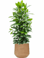 Ficus Cyathistipula In Baq Dune D 34 H 138 cm - PlantenShop24 - 20-05-2025