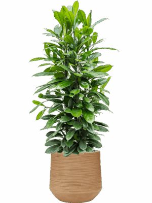 Ficus Cyathistipula In Baq Dune D 34 H 138 cm - PlantenShop24 - 13-05-2025