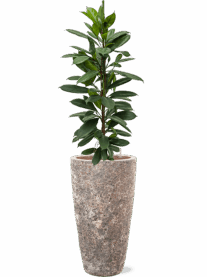 Ficus Cyathistipula In Baq Lava D 18 H 147 cm - PlantenShop24 - 14-05-2025