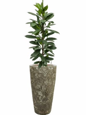 Ficus Cyathistipula In Baq Lava D 18 H 147 cm - PlantenShop24 - 14-05-2025