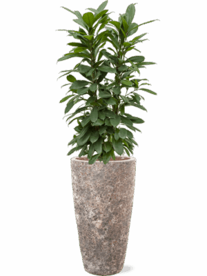 Ficus Cyathistipula In Baq Lava D 22 H 148 cm - PlantenShop24 - 30-04-2025