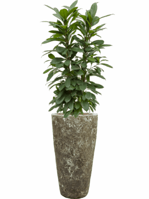 Ficus Cyathistipula In Baq Lava D 22 H 149 cm - PlantenShop24 - 30-04-2025