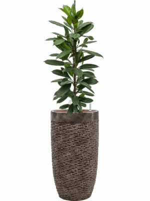 Ficus Cyathistipula In Baq Luxe Lite Universe Layer D 18 H 151 cm - PlantenShop24 - 14-05-2025