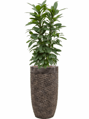 Ficus Cyathistipula In Baq Luxe Lite Universe Layer D 22 H 153 cm - PlantenShop24 - 30-04-2025