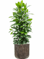Ficus Cyathistipula In Baq Luxe Lite Universe Waterfall D 34 H 140 cm - PlantenShop24 - 20-05-2025