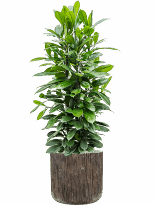 Ficus Cyathistipula In Baq Luxe Lite Universe Waterfall D 34 H 140 cm - PlantenShop24 - 13-05-2025