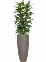 Ficus Cyathistipula In Baq Nucast D 22 H 154 cm - PlantenShop24 - 13-05-2025