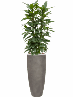 Ficus Cyathistipula In Baq Nucast D 22 H 154 cm - PlantenShop24 - 30-04-2025