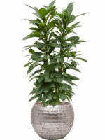Ficus Cyathistipula In Baq Opus Hammered D 22 H 115 cm - PlantenShop24 - 13-05-2025