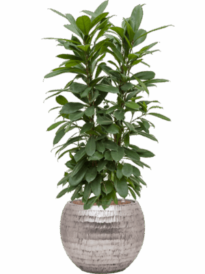 Ficus Cyathistipula In Baq Opus Hammered D 22 H 115 cm - PlantenShop24 - 30-04-2025