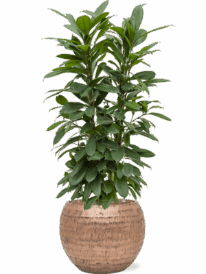 Ficus Cyathistipula In Baq Opus Hammered D 22 H 116 cm - PlantenShop24 - 30-04-2025