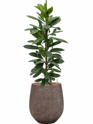 Ficus Cyathistipula In Baq Opus Hit D 18 H 124 cm - PlantenShop24 - 14-05-2025
