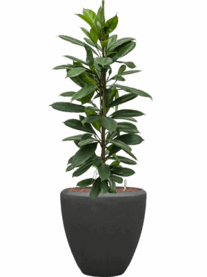 Ficus Cyathistipula In Baq Polystone Plain D 18 H 122 cm - PlantenShop24 - 14-05-2025