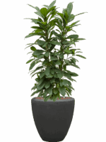 Ficus Cyathistipula In Baq Polystone Plain D 22 H 123 cm - PlantenShop24 - 13-05-2025