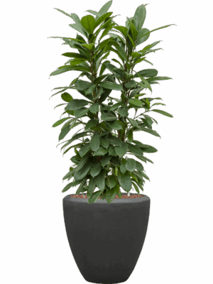 Ficus Cyathistipula In Baq Polystone Plain D 22 H 123 cm - PlantenShop24 - 13-05-2025