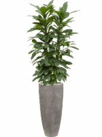 Ficus Cyathistipula In Baq Polystone Plain D 22 H 174 cm - PlantenShop24 - 13-05-2025