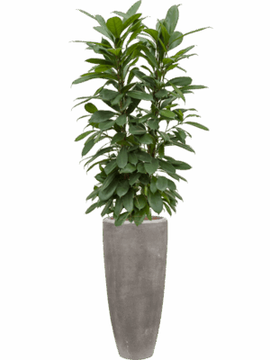 Ficus Cyathistipula In Baq Polystone Plain D 22 H 174 cm - PlantenShop24 - 30-04-2025
