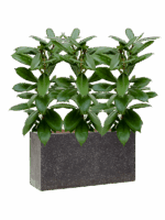 Ficus Cyathistipula In Baq Terrazzo D 15 H 77 cm - PlantenShop24 - 07-05-2025