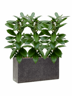 Ficus Cyathistipula In Baq Terrazzo D 15 H 77 cm - PlantenShop24 - 07-05-2025