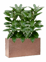 Ficus Cyathistipula In Baq Terrazzo D 15 H 77 cm - PlantenShop24 - 07-05-2025