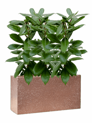 Ficus Cyathistipula In Baq Terrazzo D 15 H 77 cm - PlantenShop24 - 07-05-2025