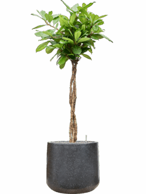 Ficus Cyathistipula In Baq Terrazzo D 30 H 153 cm - PlantenShop24 - 12-05-2025