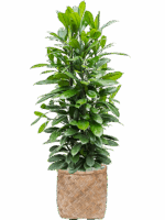 Ficus Cyathistipula In Bohemian D 34 H 135 cm - PlantenShop24 - 20-05-2025