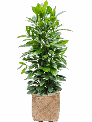 Ficus Cyathistipula In Bohemian D 34 H 135 cm - PlantenShop24 - 13-05-2025