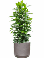 Ficus Cyathistipula In Rotunda Urban D 34 H 141 cm - PlantenShop24 - 20-05-2025