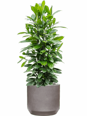 Ficus Cyathistipula In Rotunda Urban D 34 H 141 cm - PlantenShop24 - 13-05-2025