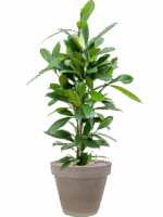 Ficus Cyathistipula In Terra Cotta D 21 H 114 cm - PlantenShop24 - 21-05-2025