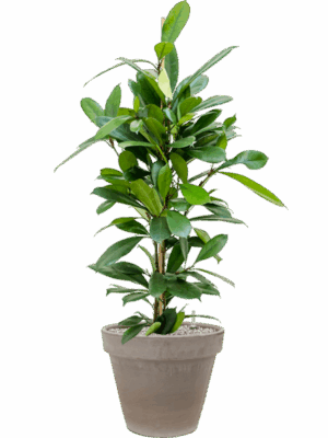 Ficus Cyathistipula In Terra Cotta D 21 H 114 cm - PlantenShop24 - 21-05-2025