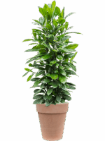 Ficus Cyathistipula In Terra Cotta D 34 H 142 cm - PlantenShop24 - 20-05-2025