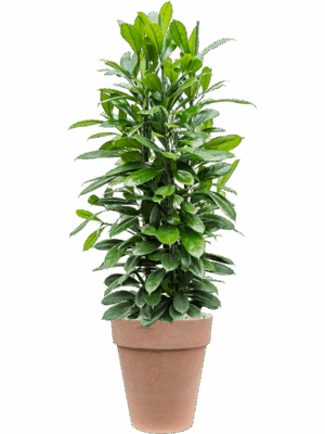 Ficus Cyathistipula In Terra Cotta D 34 H 142 cm - PlantenShop24 - 13-05-2025