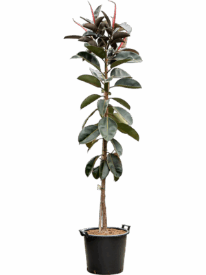 Ficus Elastica Abidjan D 45 H 230 cm - PlantenShop24 - 14-05-2025