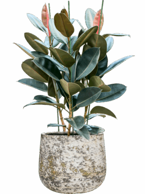 Ficus Elastica Abidjan In Baq Atlas D 30 H 109 cm - PlantenShop24 - 26-05-2025