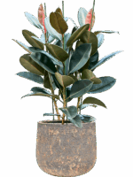 Ficus Elastica Abidjan In Baq Atlas D 30 H 109 cm - PlantenShop24 - 26-05-2025