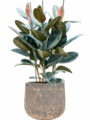 Ficus Elastica Abidjan In Baq Atlas D 30 H 109 cm - PlantenShop24 - 26-05-2025