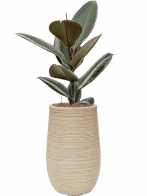 Ficus Elastica Abidjan In Baq Dune D 15 H 84 cm - PlantenShop24 - 01-05-2025
