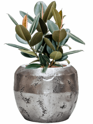 Ficus Elastica Abidjan In Baq Opus Raw D 22 H 83 cm - PlantenShop24 - 19-05-2025