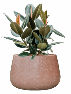 Ficus Elastica Abidjan In Baq Terrazzo D 22 H 75 cm - PlantenShop24 - 19-05-2025