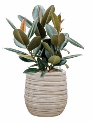 Ficus Elastica Abidjan In Baq Tornado D 22 H 75 cm - PlantenShop24 - 19-05-2025