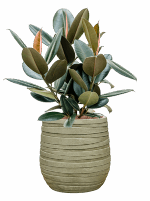 Ficus Elastica Abidjan In Baq Tornado D 22 H 75 cm - PlantenShop24 - 19-05-2025