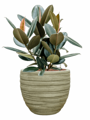 Ficus Elastica Abidjan In Baq Tornado D 22 H 75 cm - PlantenShop24 - 19-05-2025