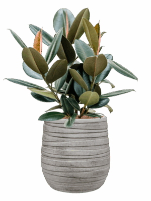Ficus Elastica Abidjan In Baq Tornado D 22 H 75 cm - PlantenShop24 - 19-05-2025