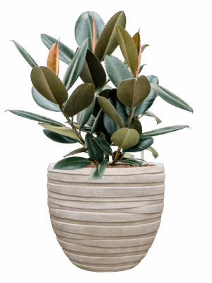 Ficus Elastica Abidjan In Baq Tornado D 22 H 76 cm - PlantenShop24 - 19-05-2025