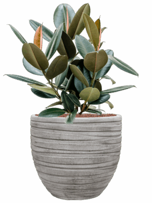 Ficus Elastica Abidjan In Baq Tornado D 22 H 82 cm - PlantenShop24 - 19-05-2025