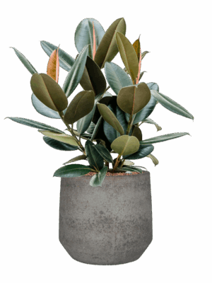 Ficus Elastica Abidjan In Cement & Stone D 22 H 71 cm - PlantenShop24 - 19-05-2025
